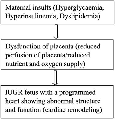 Cardiovascular Programming During and After Diabetic Pregnancy: Role of Placental Dysfunction and IUGR